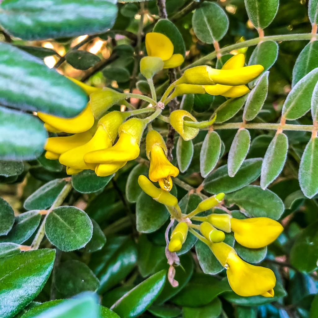 Cvreoz® Advanced Wound Healing Cream for Diabetic Skin 29 z 581 z 581